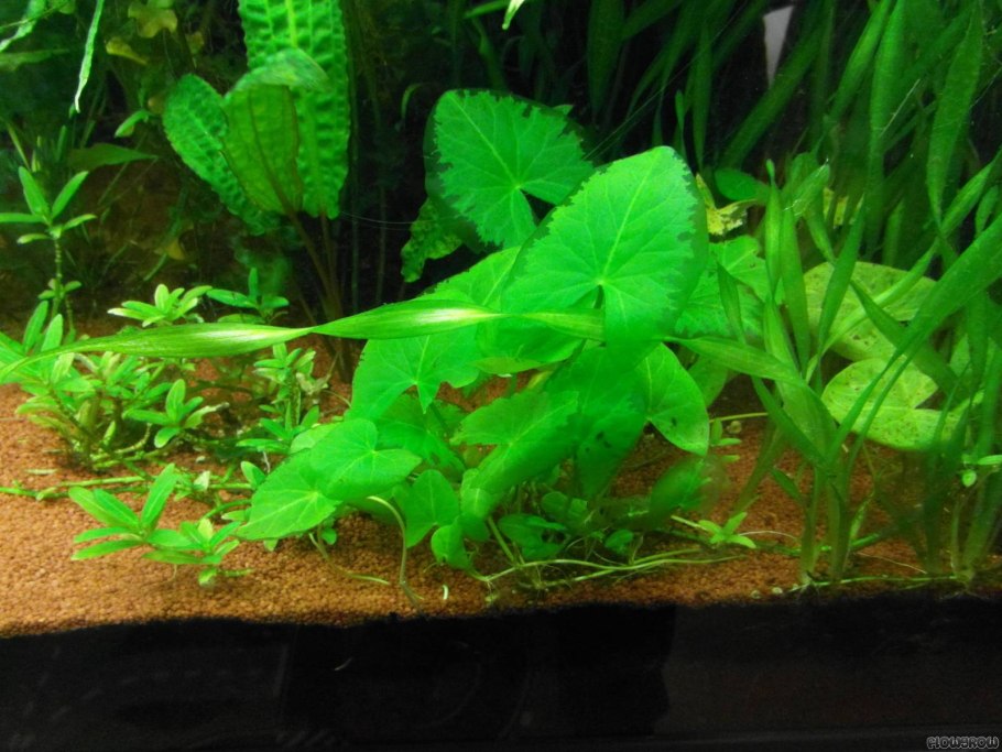 Нимфея Рубра стеллата