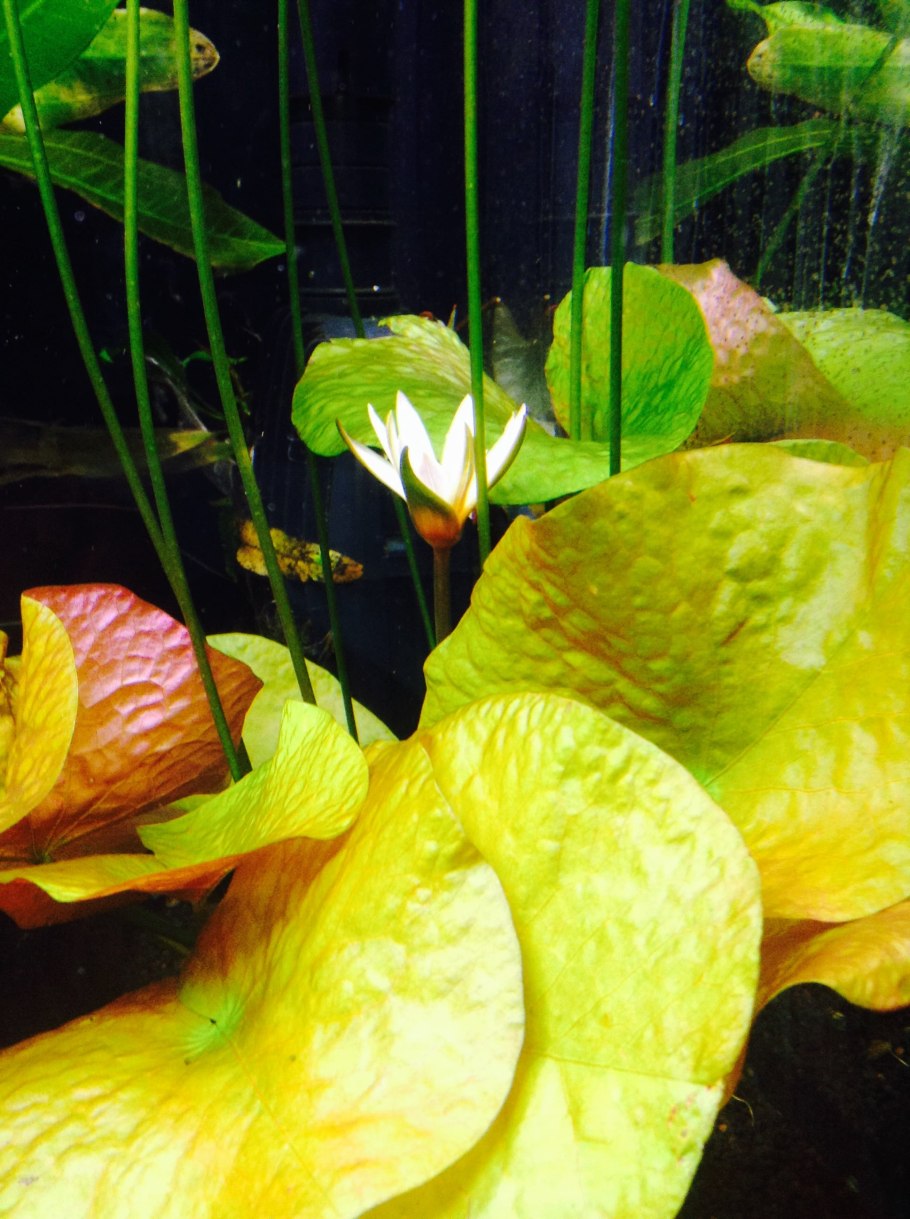 Нимфея рудге