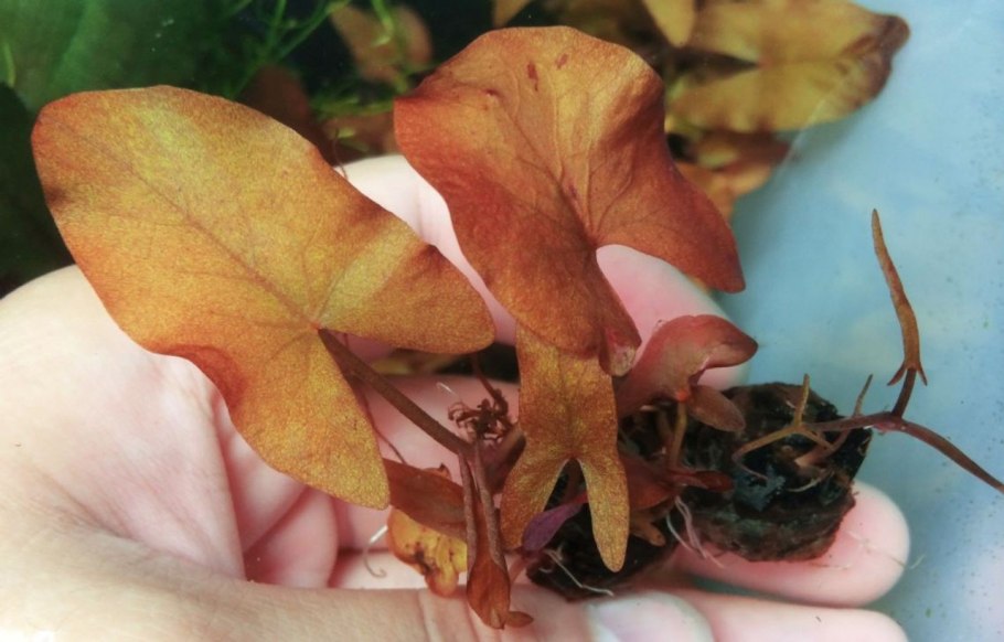 Нимфея стеллата