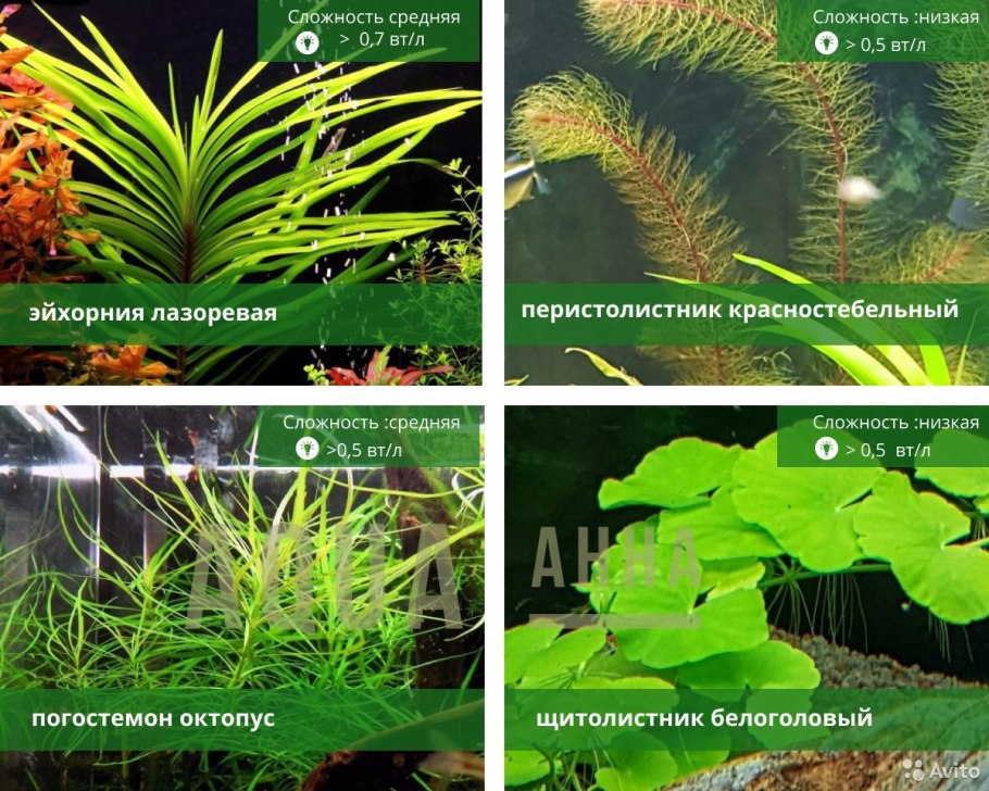 Перистолистник красностебельный