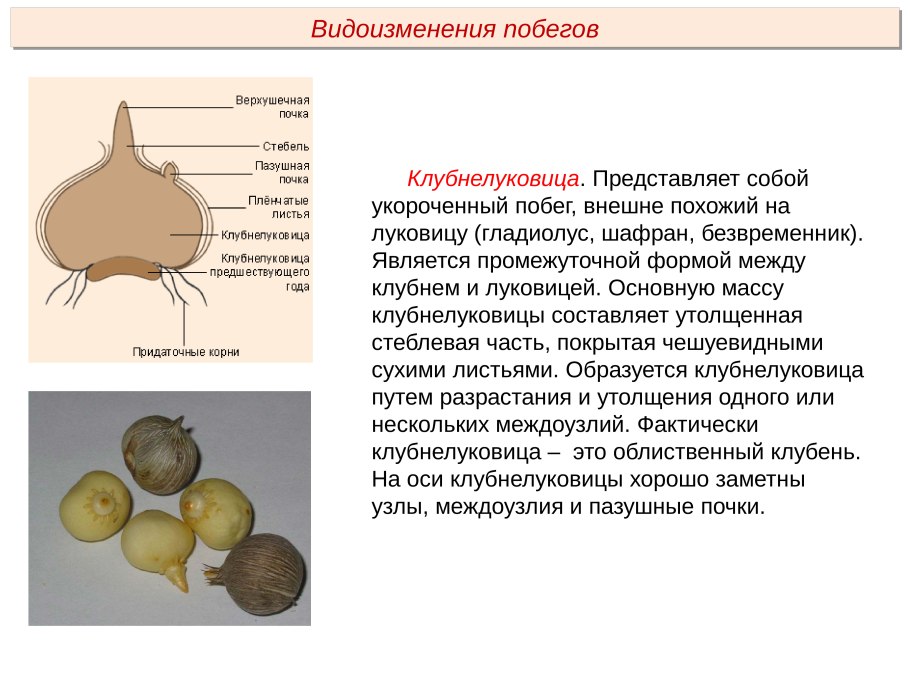 Морфология клубня