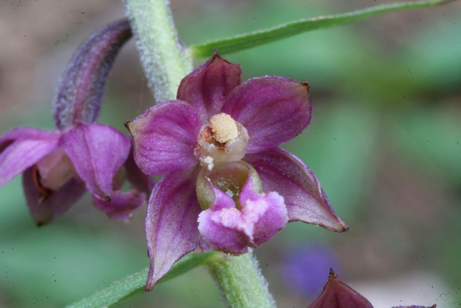 Дремлик темно-красный (Epipactis atrorubens)