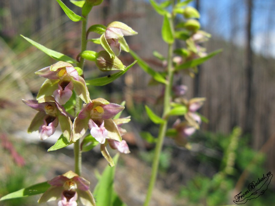 Дремлик зимовниковый – Epipactis helleborine
