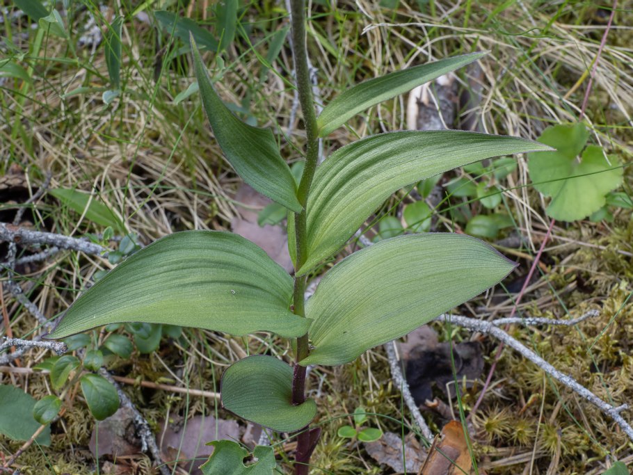 Дремлик зимовниковый Epipactis helleborine (l.) Crantz