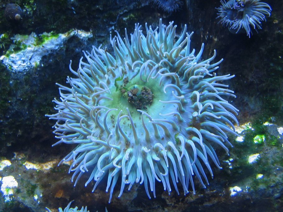 Актинии морские анемоны