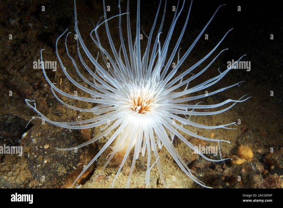 Обитатели белого моря Александр Семенов