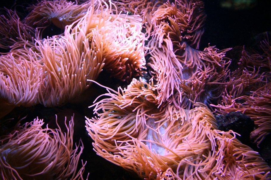 Колониальные коралловые полипы