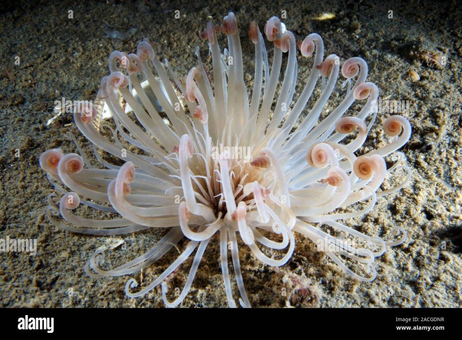 Медуза люцернария в белом море