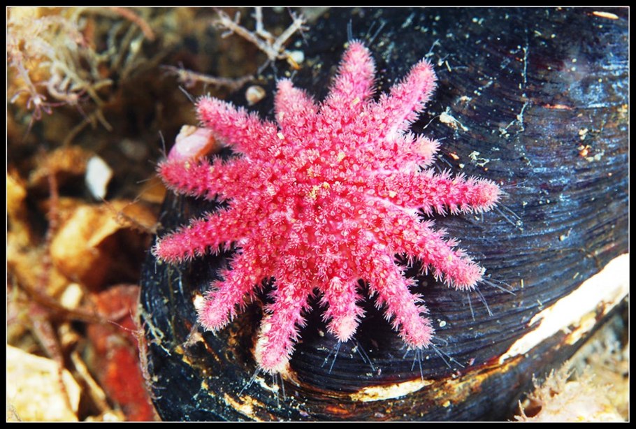 Красастор морская звезда