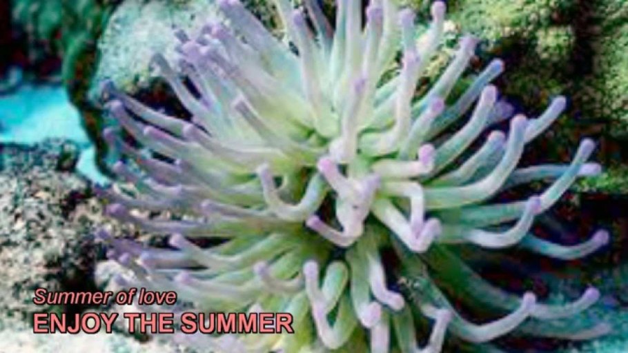 Кораллы фон