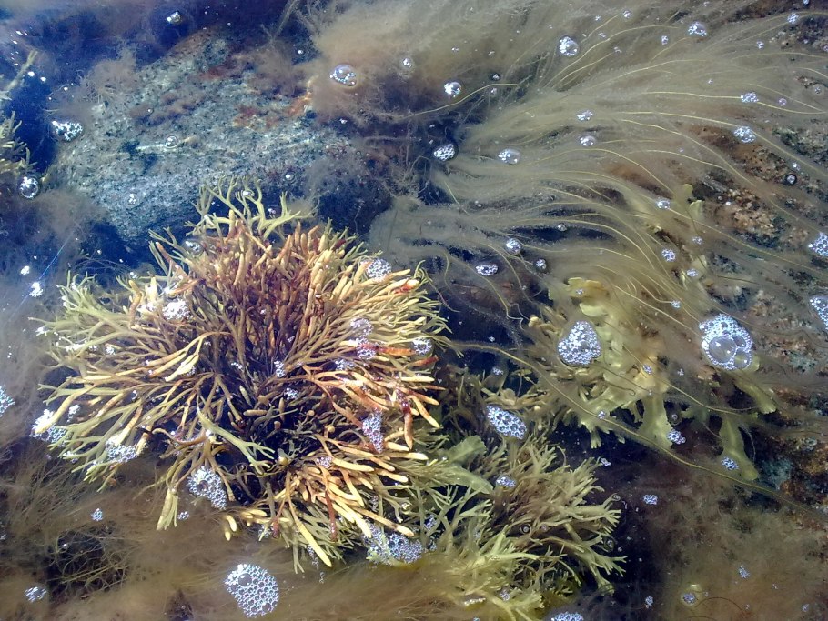 Водоросли белого моря фукус