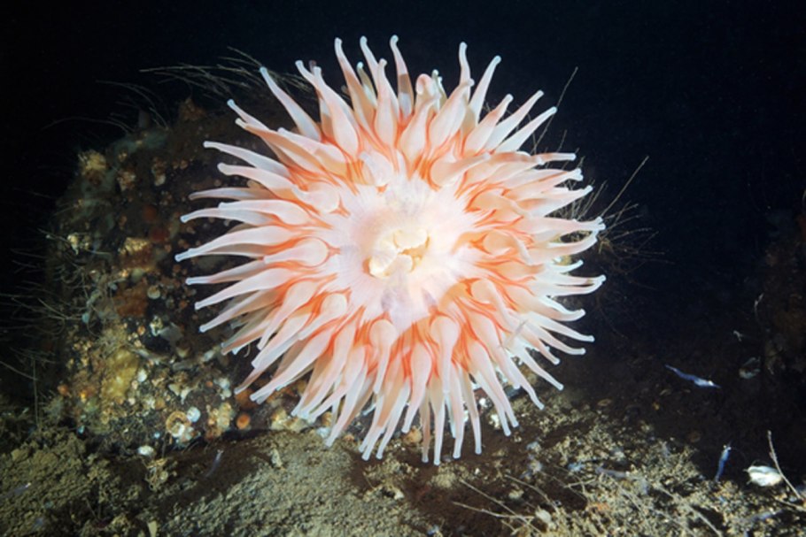 Актинии морские анемоны