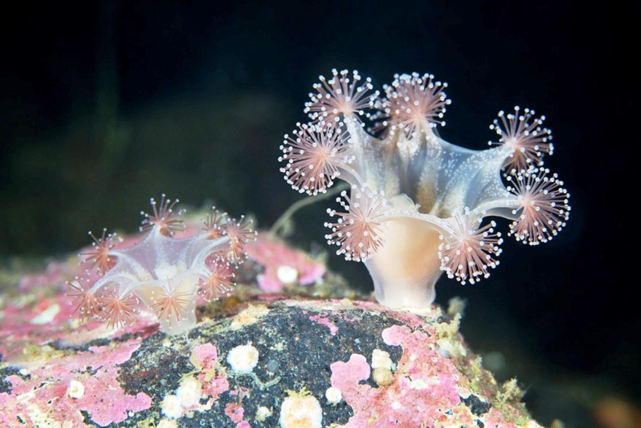 Люцернария медуза