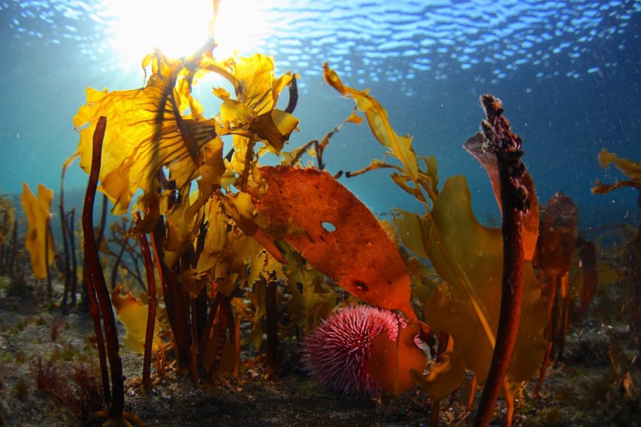 Подводный мир Баренцева моря