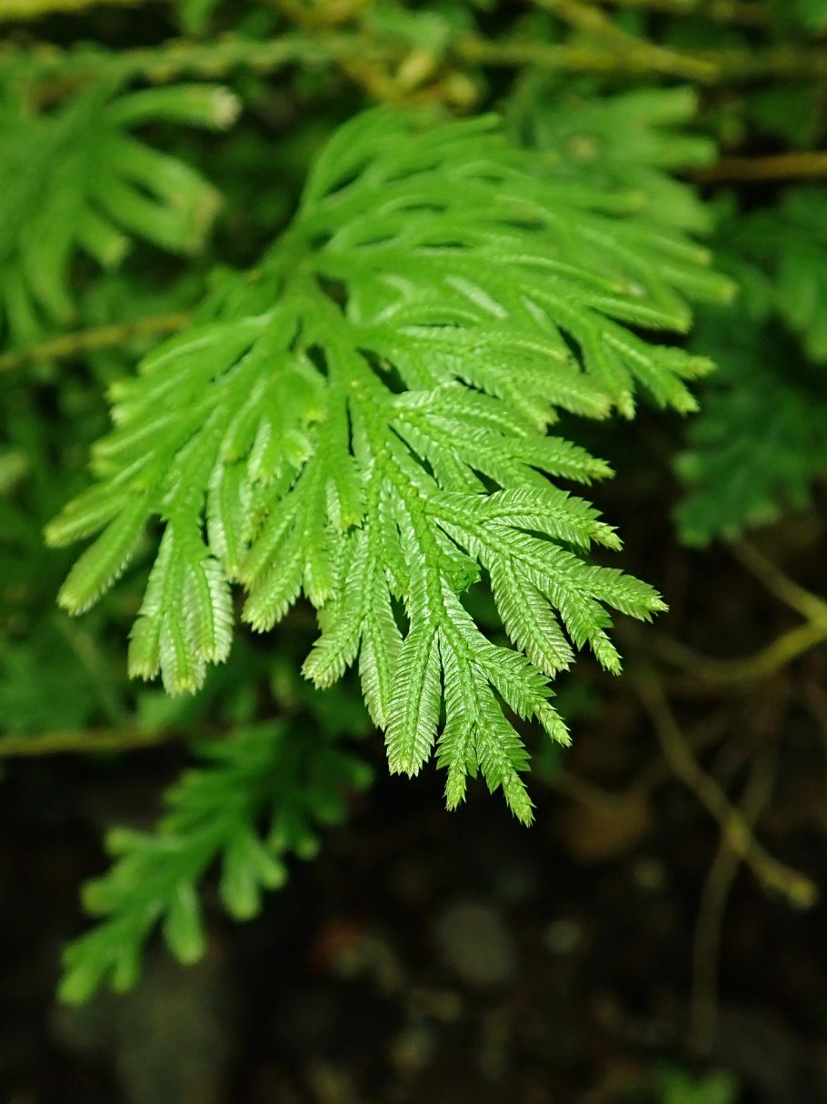 Selaginella tamariscina листья