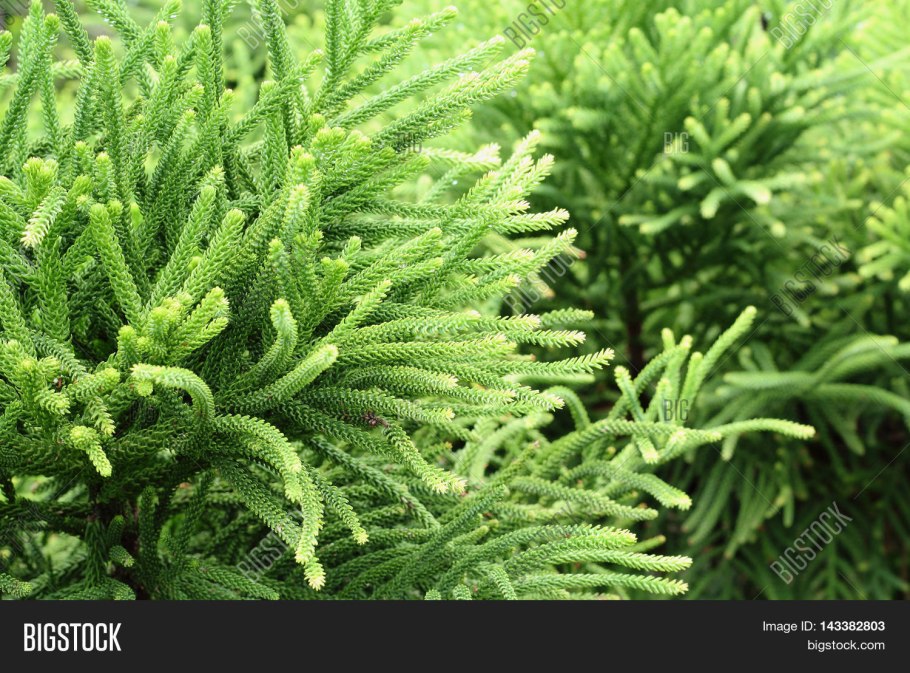 Селагинелла apoda