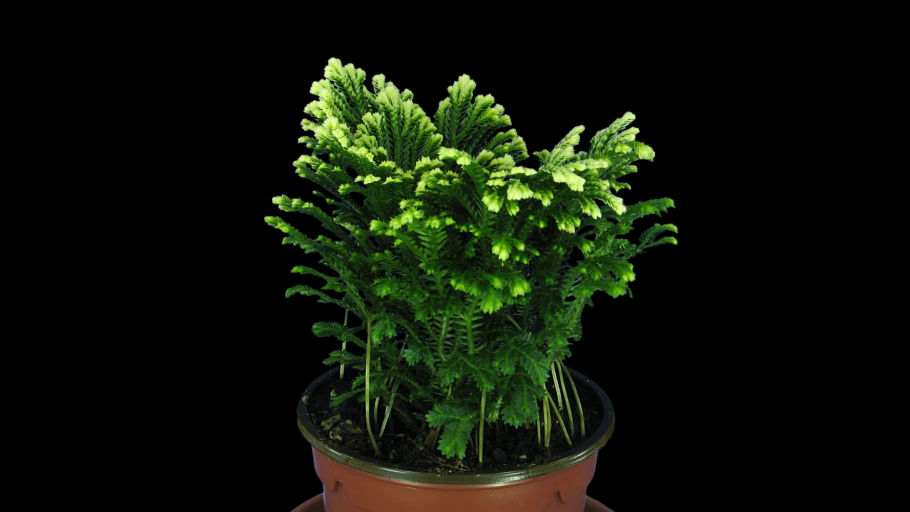 Селагинелла Пикта