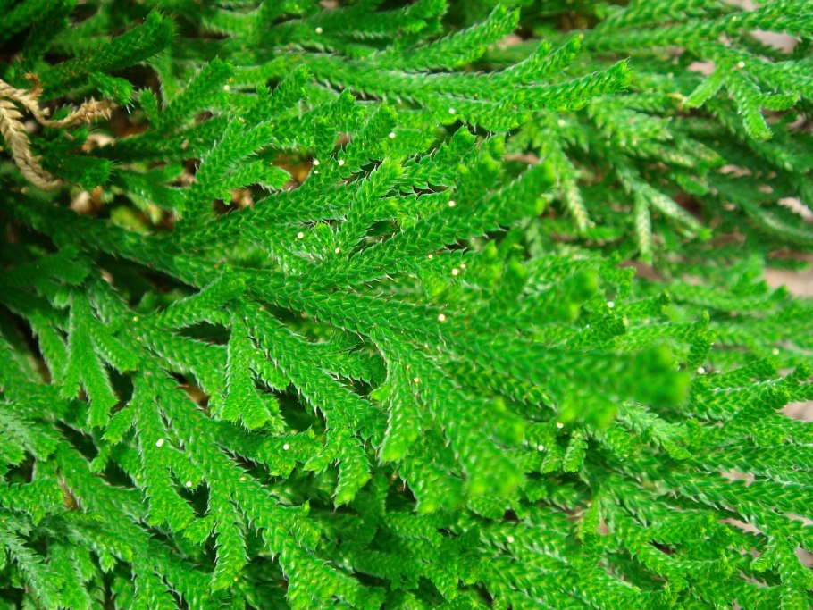Селагинелла Сибирская ( Selaginella sibirica )
