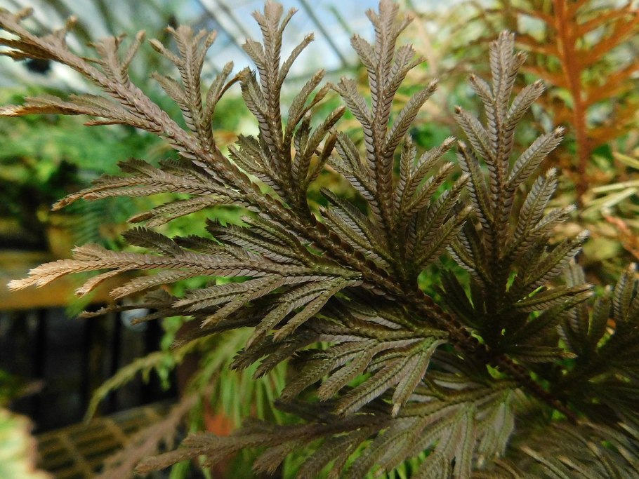 Плаунок Росса