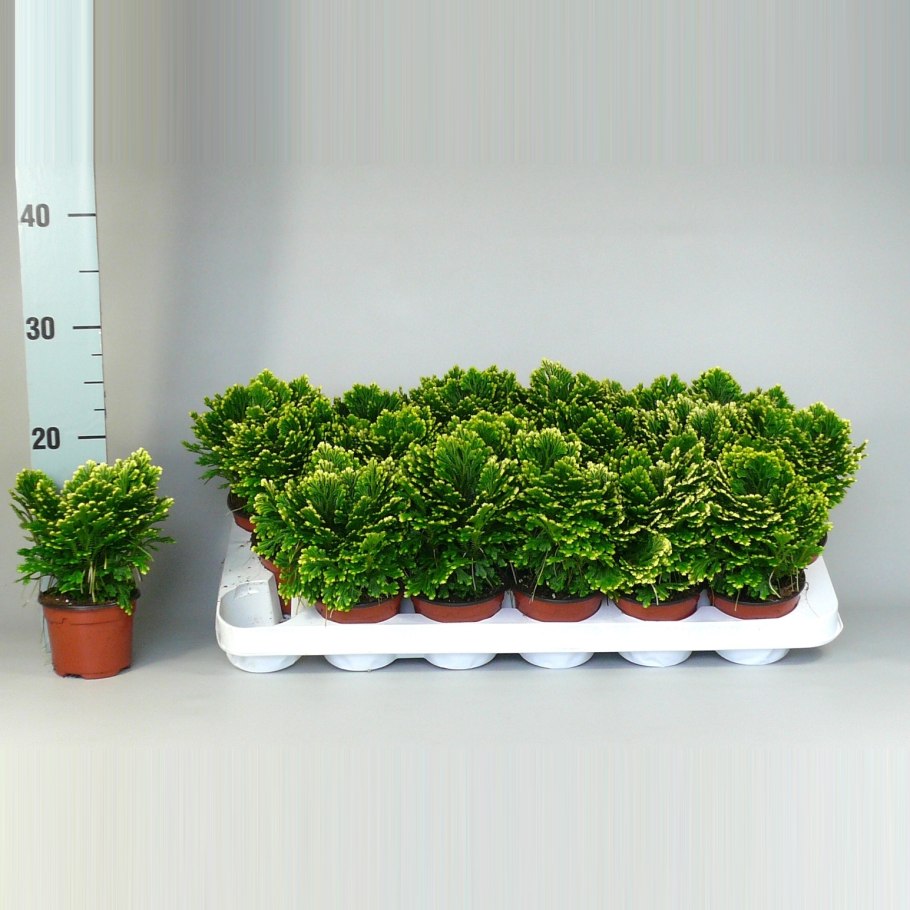 Selaginella Россия