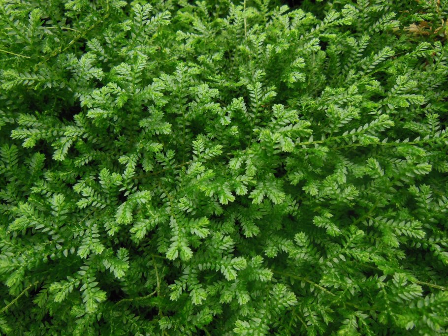 Селагинелла швейцарская