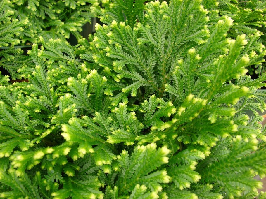Selaginella kraussiana Mini