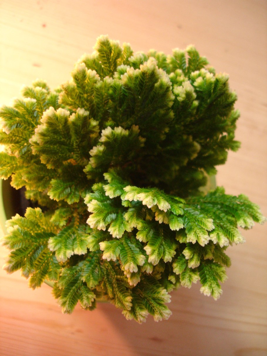 Папоротник Selaginella uncinata