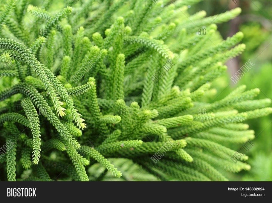 Плаунок тамарисковый