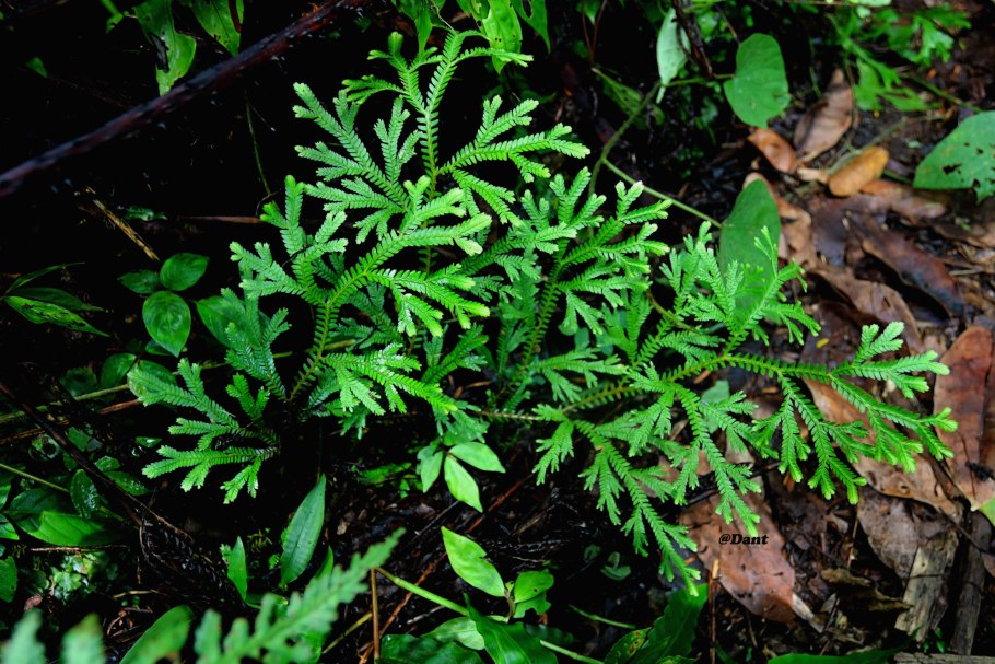 Листва селагинеллы