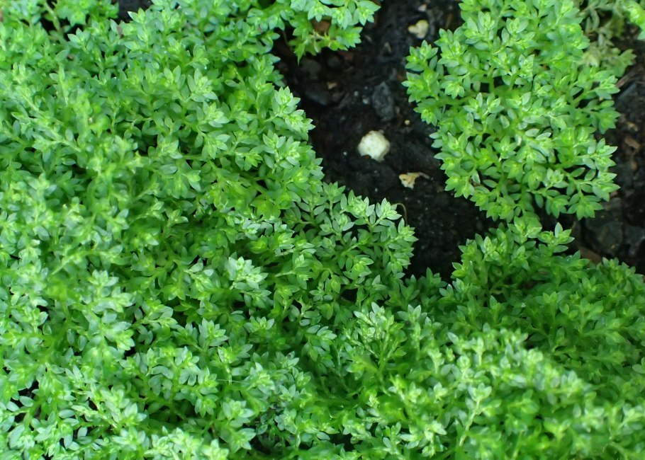 Селагинелла Краусса