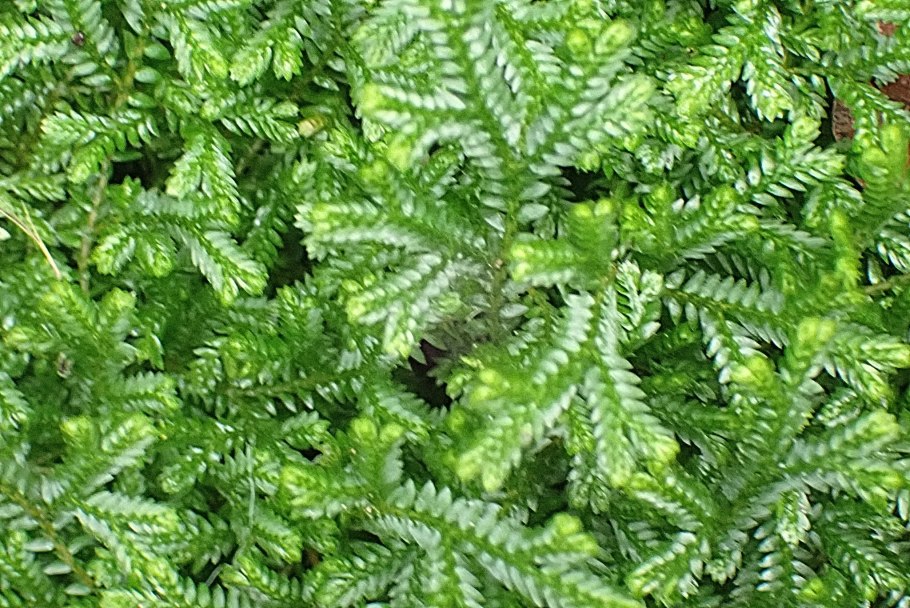 Селагинелла мох от остеохондроза