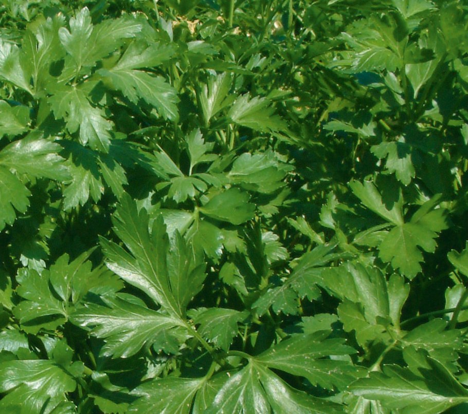 Корейская петрушка