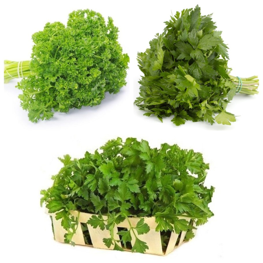 Петрушка куст