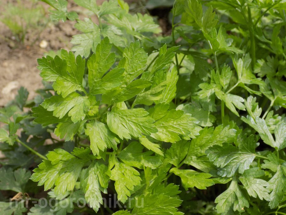 Петрушка листовая
