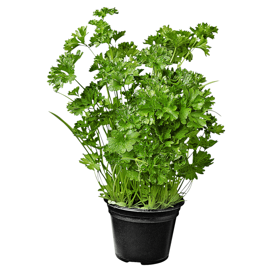 Петрушка риалто