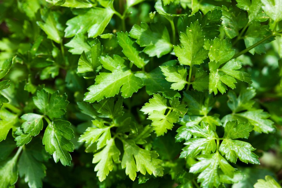 Кинза и петрушка