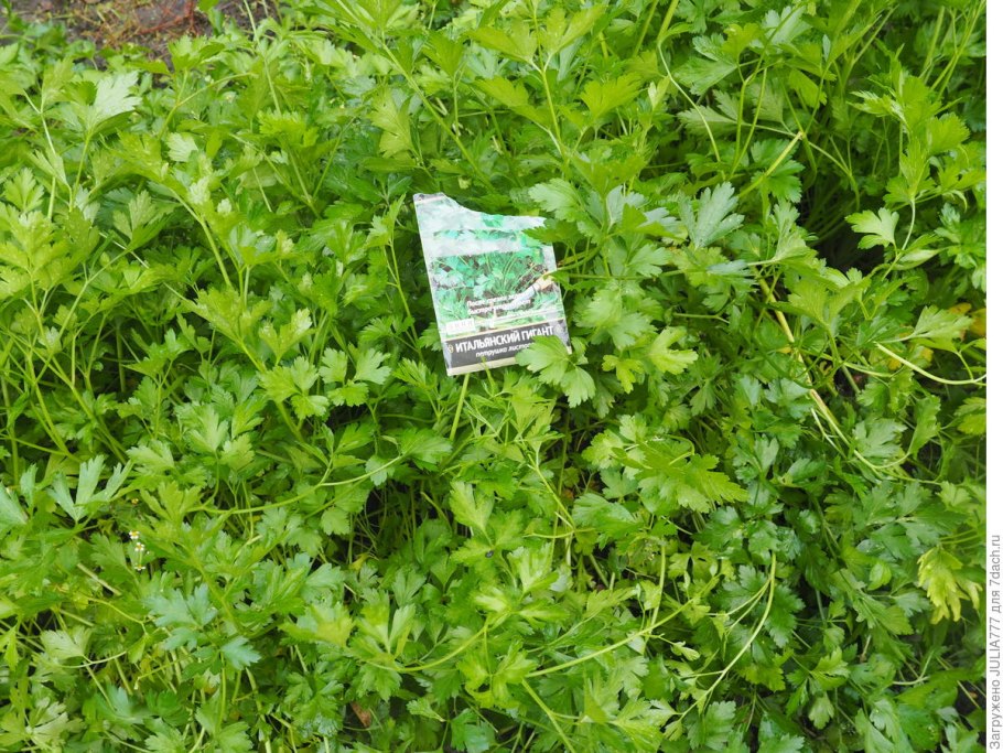 Свитлайн петрушка