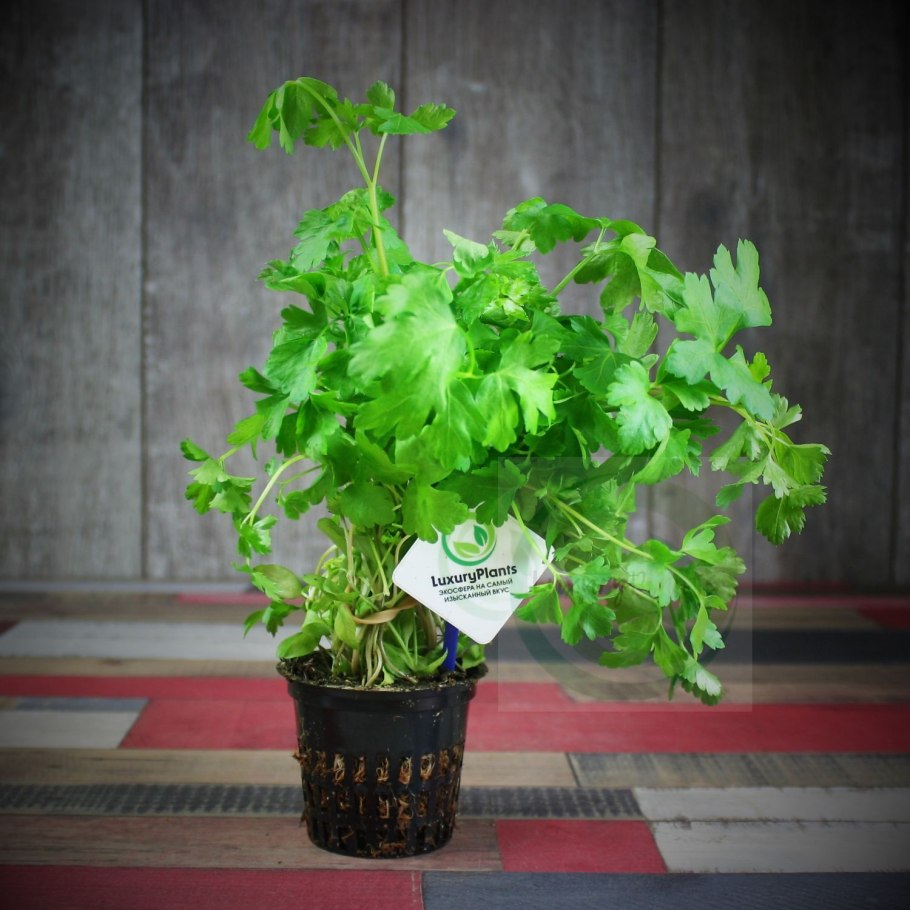 Пучок петрушки