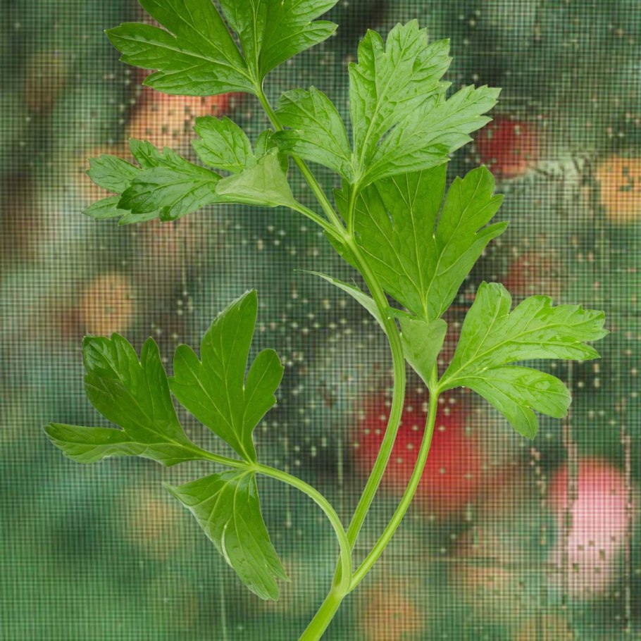 Горная петрушка