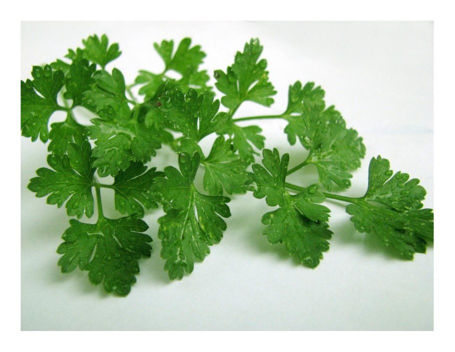 Зеленка. Зелень. Петрушка
