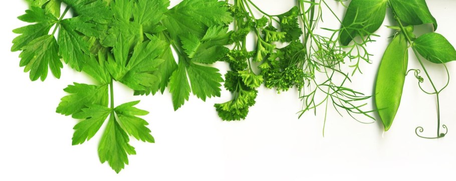 Укроп петрушка кинза
