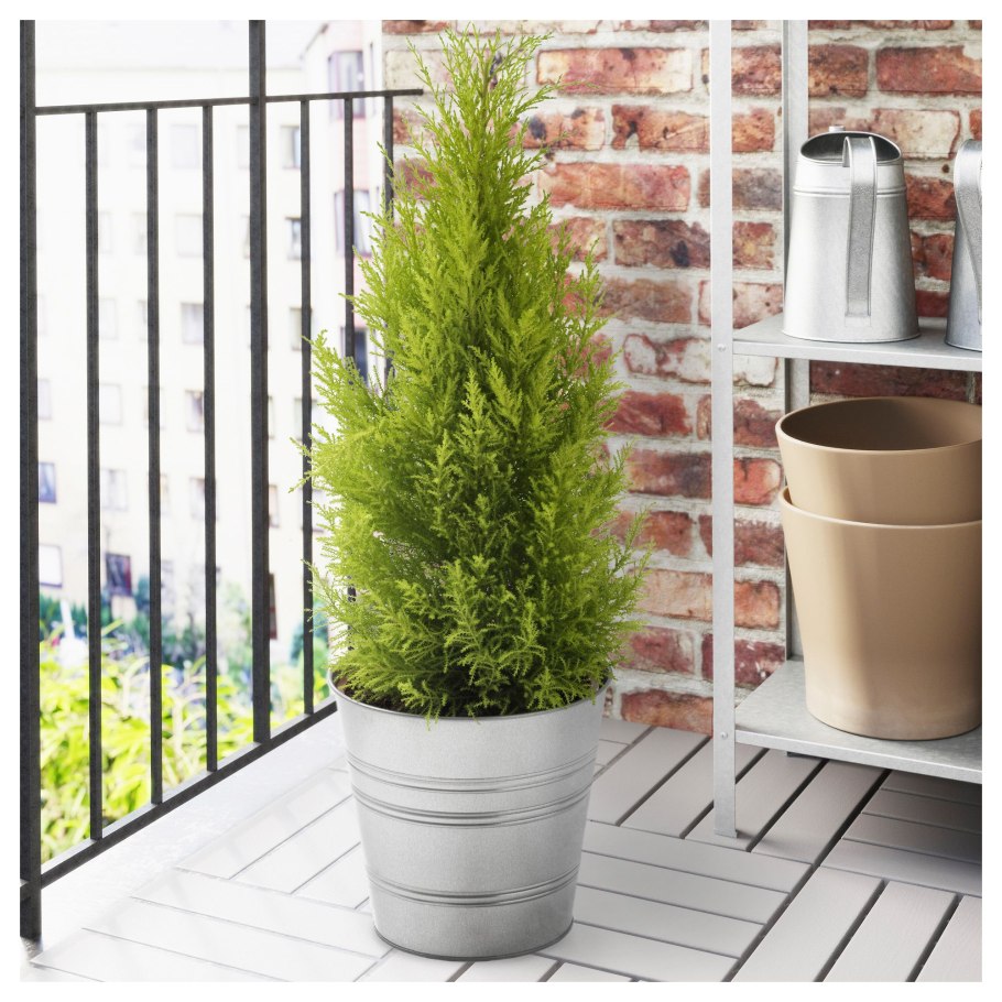 Кипарисовик Элвуди д9