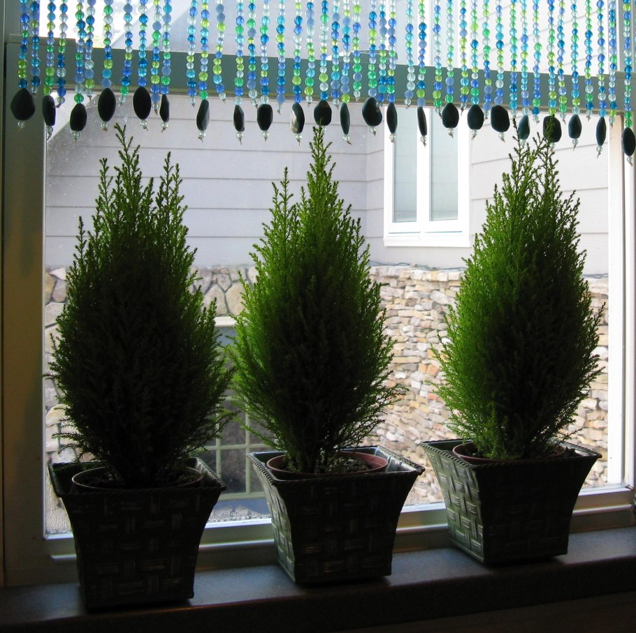 Кипарис Эдванс