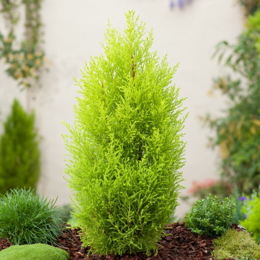 Кипарис крупноплодный Голдкрест