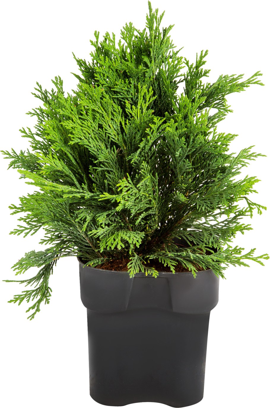 Кипарисовик Лавсона Элвуди Уайт