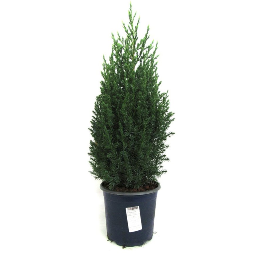 Кипарисовик комнатный