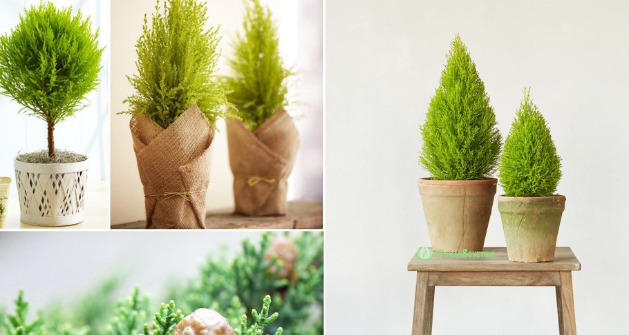 Кипарис Купрессус