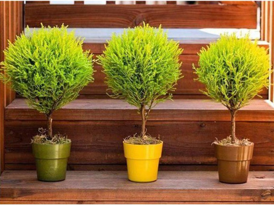 Туя Купрессус