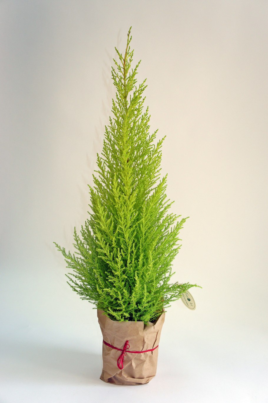 Кипарис *macrocarpa Goldcrest