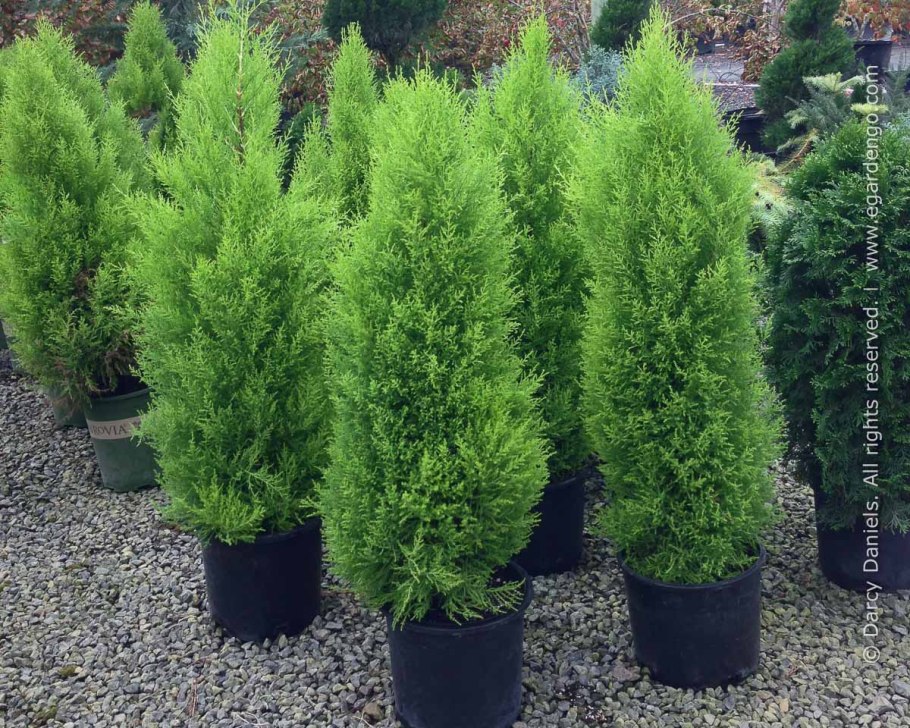 Кипарисовик комнатный